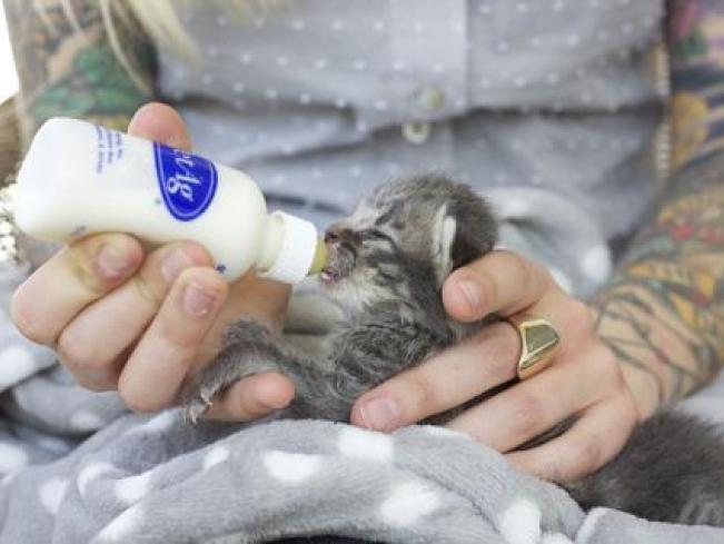 Petsmart sale kitten bottle